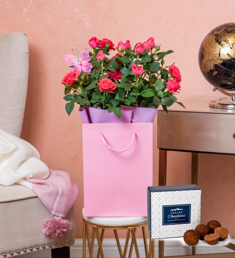 Bild von Beautiful Rose Plant – Indoor Plants – Plant Delivery – Plant Gifts – Plant Gift Delivery – Send Plants
