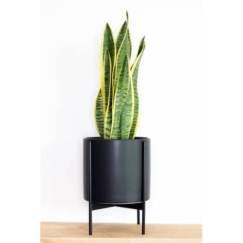Bild von Papaya Plants Sansevieria Trifasciata Laurentii – SMALL D14cm x H45cm