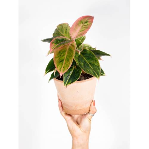 Bild von Papaya Plants Aglaonema ‘Salmon Red’ – CHINESE EVERGREEN