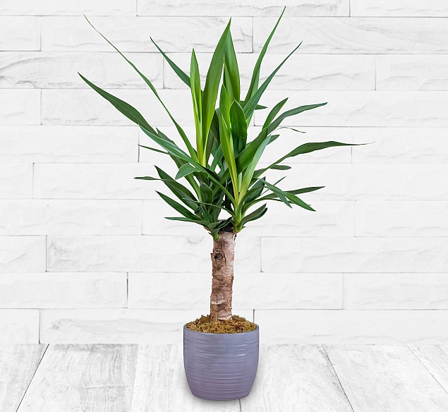 Bild von 123 Flowers Yucca Plant – Yucca Houseplants – Indoor Yuccas – Indoor Plants – House Plants – Home Plants – Plant Gifts