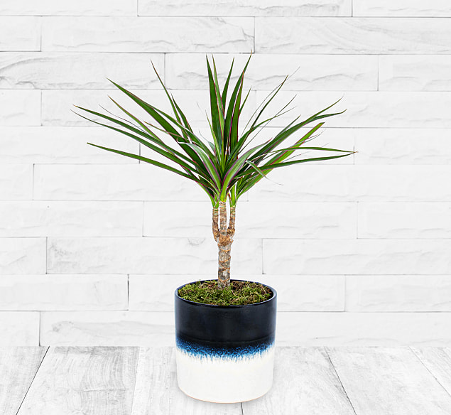 Bild von 123 Flowers Dracena Marginata